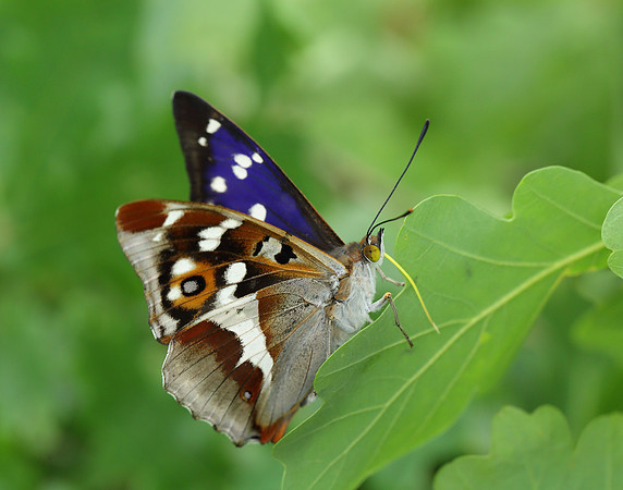 Purple Emperor Apatura iris