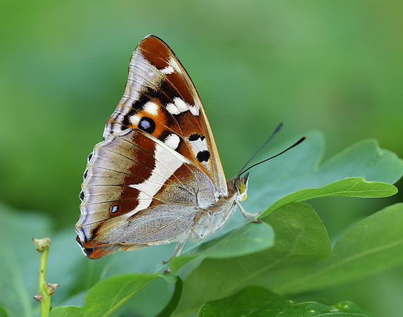 Purple Emperor Apatura iris