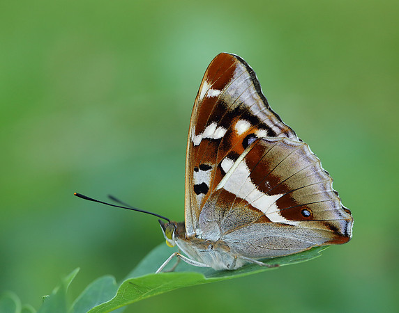Purple Emperor Apatura iris