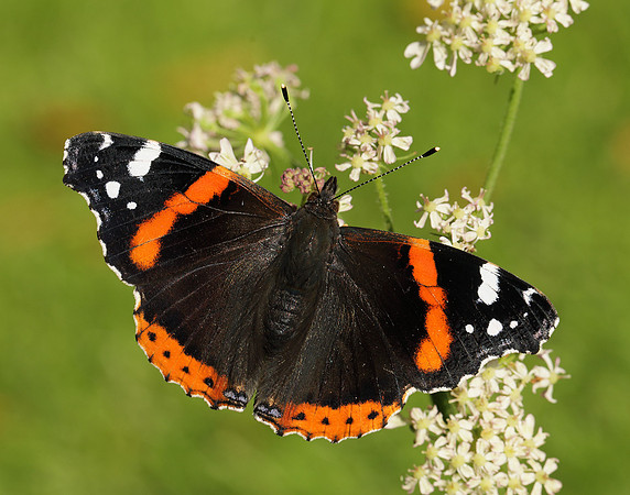 Red Admiral Vanessa atalanta