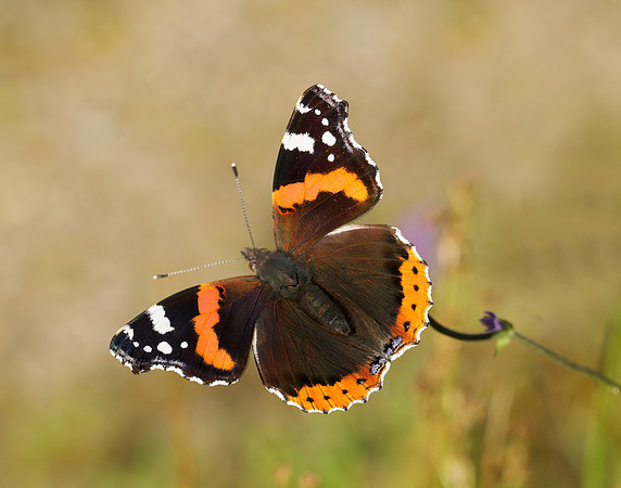 Red Admiral Vanessa atalanta