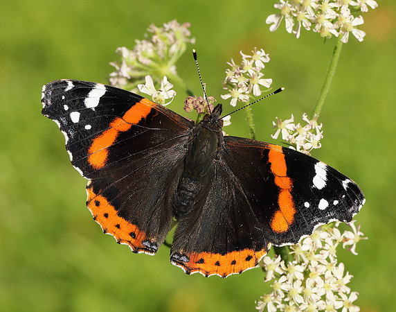 Red Admiral Vanessa atalanta