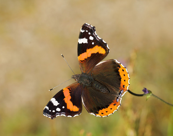 Red Admiral Vanessa atalanta