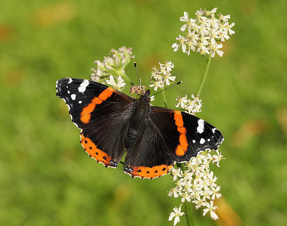 Red Admiral Vanessa atalanta