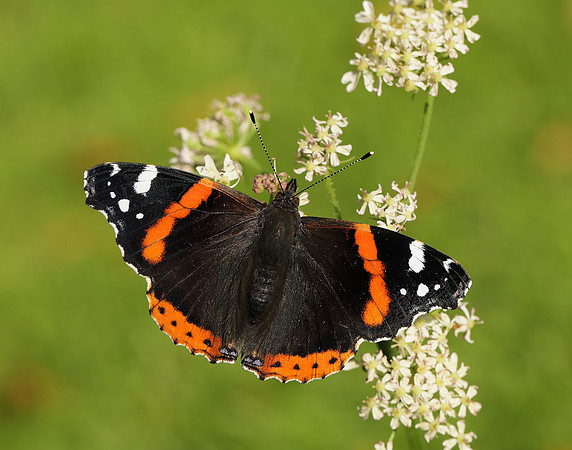 Red Admiral Vanessa atalanta