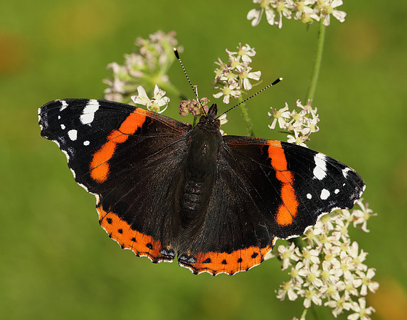 Red Admiral Vanessa atalanta