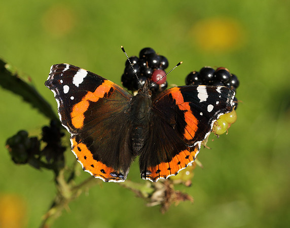 Red Admiral Vanessa atalanta