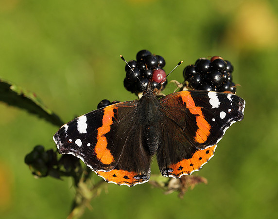 Red Admiral Vanessa atalanta