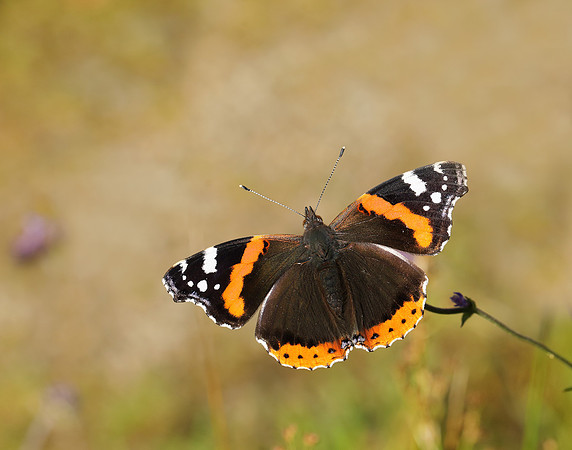 Red Admiral Vanessa atalanta