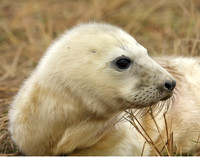 Grey Seal Halichoerus grypus
