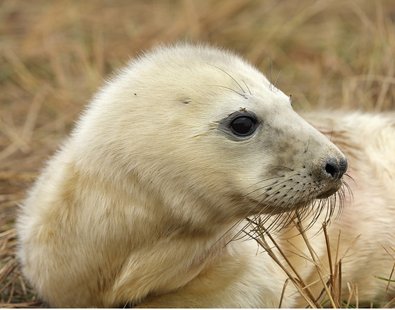 Grey Seal Halichoerus grypus