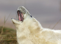 Grey Seal Halichoerus grypus