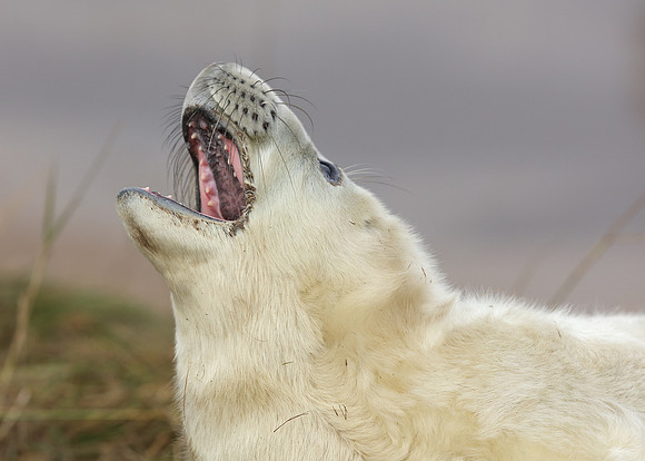Grey Seal Halichoerus grypus