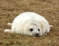 Grey Seal Halichoerus grypus