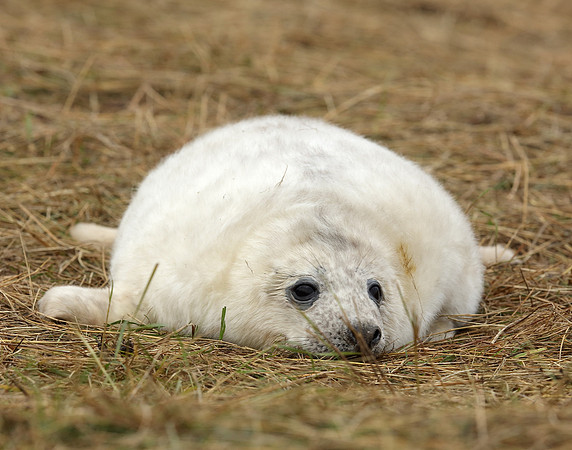 Grey Seal Halichoerus grypus