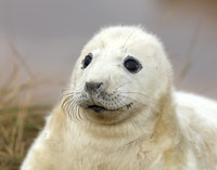 Grey Seal Halichoerus grypus