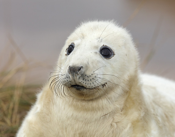 Grey Seal Halichoerus grypus
