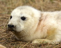 Grey Seal Halichoerus grypus