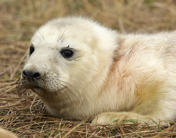 Grey Seal Halichoerus grypus