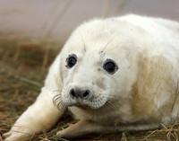 Grey Seal Halichoerus grypus