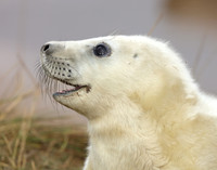 Grey Seal Halichoerus grypus