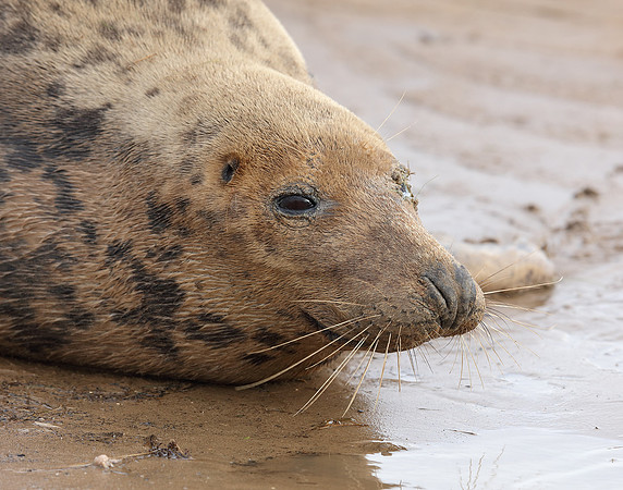 Grey Seal Halichoerus grypus