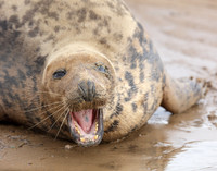 Grey Seal Halichoerus grypus
