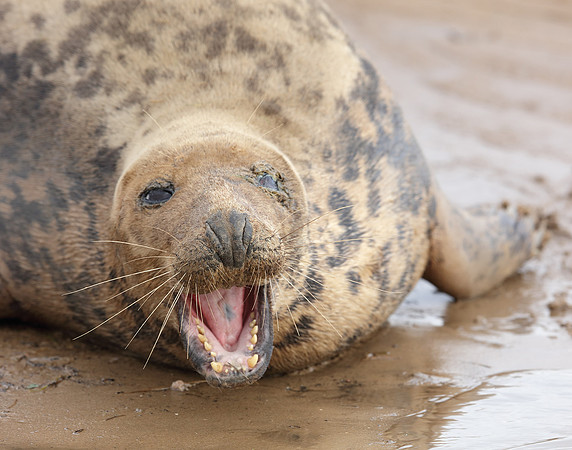 Grey Seal Halichoerus grypus