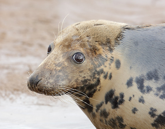 Grey Seal Halichoerus grypus