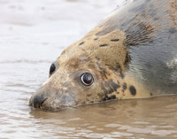 Grey Seal Halichoerus grypus