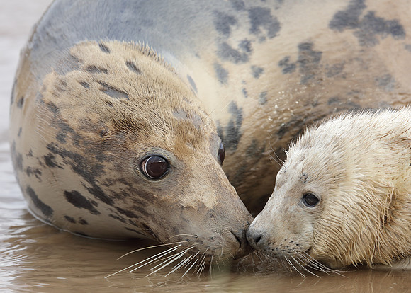 Grey Seal Halichoerus grypus