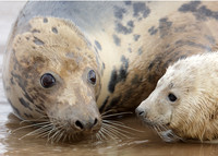 Grey Seal Halichoerus grypus