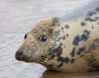 Grey Seal Halichoerus grypus