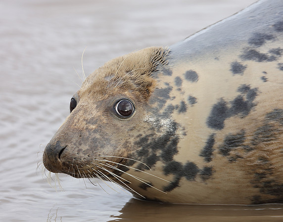 Grey Seal Halichoerus grypus