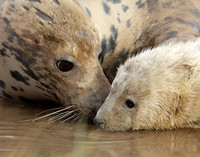 Grey Seal Halichoerus grypus
