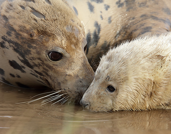 Grey Seal Halichoerus grypus