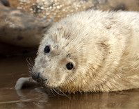 Grey Seal Halichoerus grypus