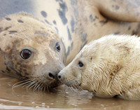 Grey Seal Halichoerus grypus