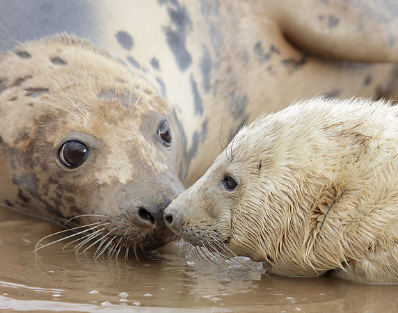 Grey Seal Halichoerus grypus