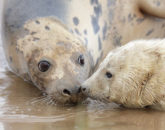 Grey Seal Halichoerus grypus