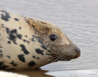 Grey Seal Halichoerus grypus