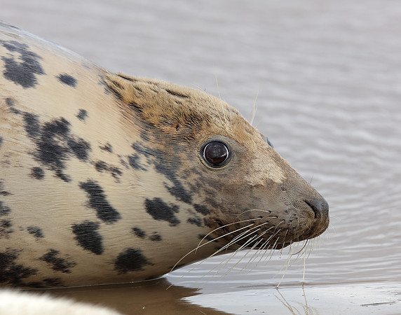 Grey Seal Halichoerus grypus