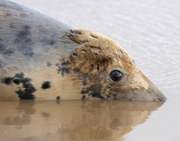 Grey Seal Halichoerus grypus