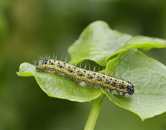 Large White Pieris brassicae