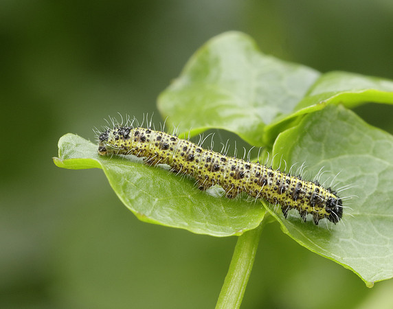 Large White Pieris brassicae