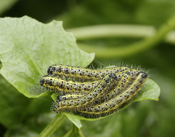 Large White Pieris brassicae