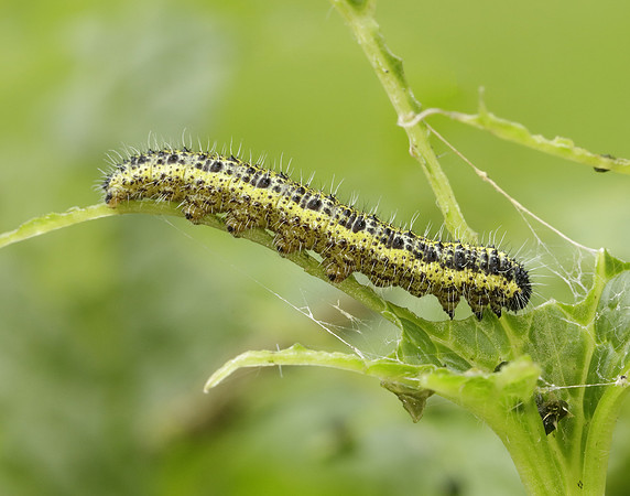 Large White Pieris brassicae