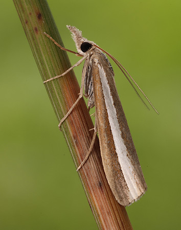 63.091 BF1307 Agriphila latistria