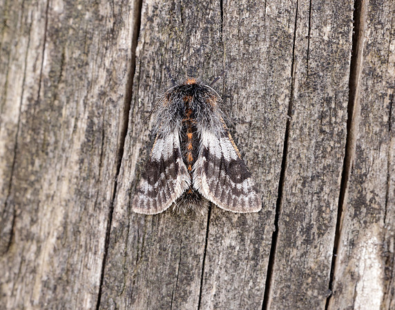 70.249 BF1929 Rannoch Brindled Beauty Lycia lapponaria