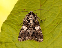 73.283 BF2171 Marbled Coronet Hadena confusa